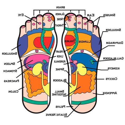 Arch Of Foot Anatomy