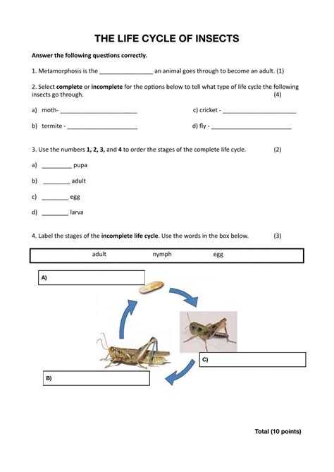 The Life Cycle of Insects worksheet | Animal life cycles, Insect life ...