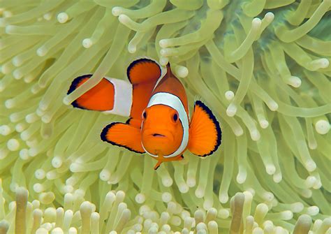 Common Clownfish - Oceana