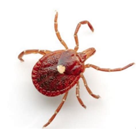 lice, mites, and ticks Flashcards | Quizlet