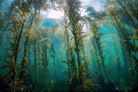 Column: Nature Notes - KELP FORESTS