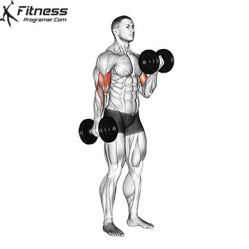 Biceps, Triceps, Forearm (Mon) » Workout Routine Created By D S