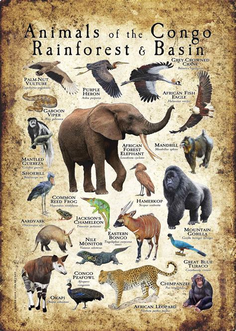 Animals of the Congo Rainforest and Basin Poster print