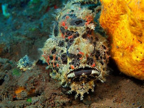 Anglerfish: 7 Facts About This Scary Sea Creature - WorldAtlas