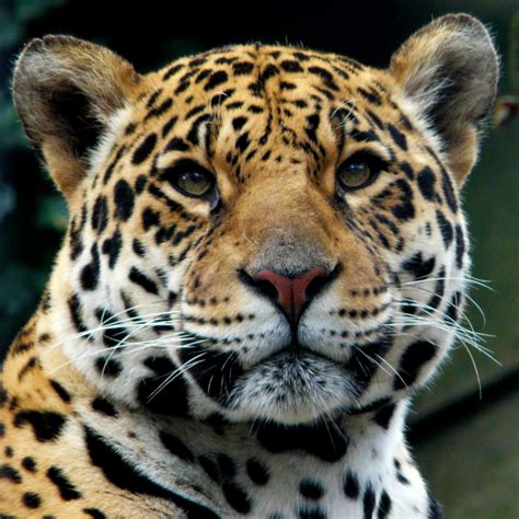 Jaguar | Rainforest Alliance