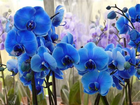 Blue Orchids: Unique, Rare, Unbelievable - FlowerAdvisor Blog