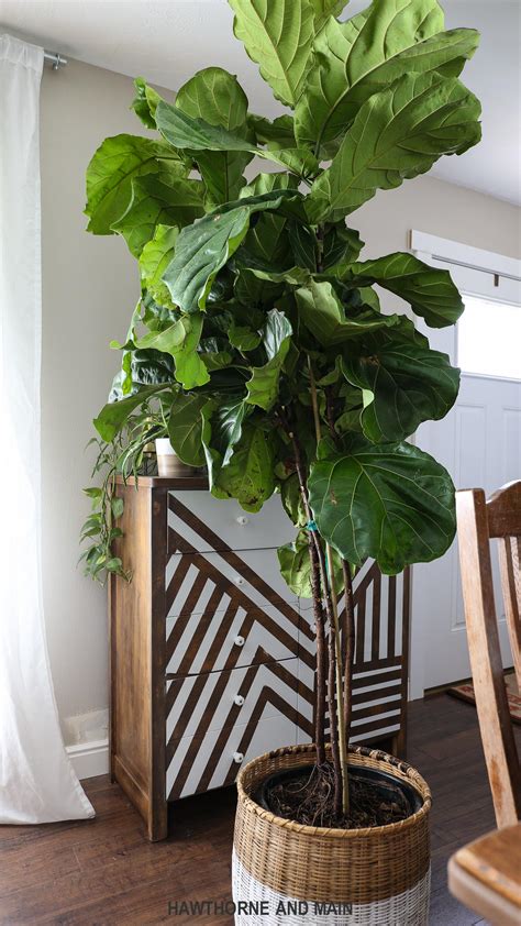 Fiddle Leaf Fig Tree for Sale - Back Gardener