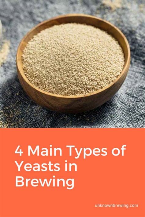 4 Main Types of Yeasts in Brewing