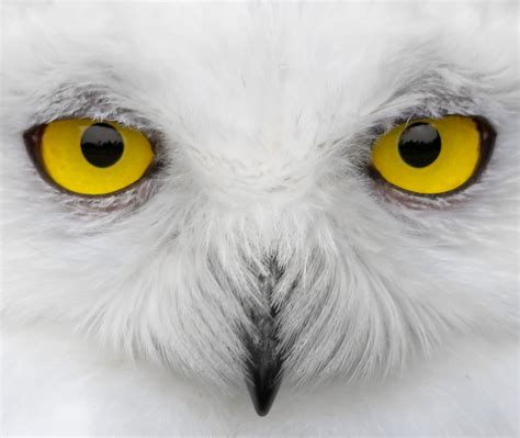 Yellow Owl eyes HD wallpaper | Wallpaper Flare