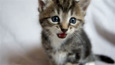 WHERE IS MY MOM? - little kitten is crying | FunnyCat.TV