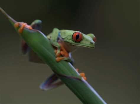 Download Wallpaper 1600x1200 Frog front view, red eyes HD Background