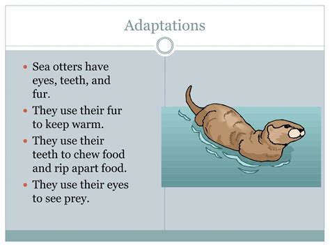 PPT - Sea Otter PowerPoint Presentation, free download - ID:4938670