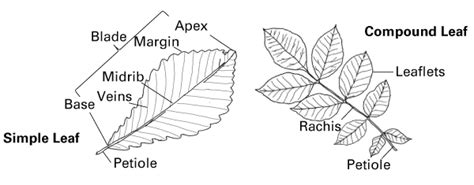 Types Of Trees Leaves