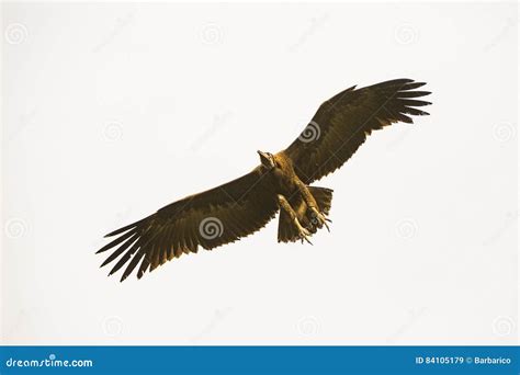 Vulture flying in the sky stock image. Image of outdoor - 84105179