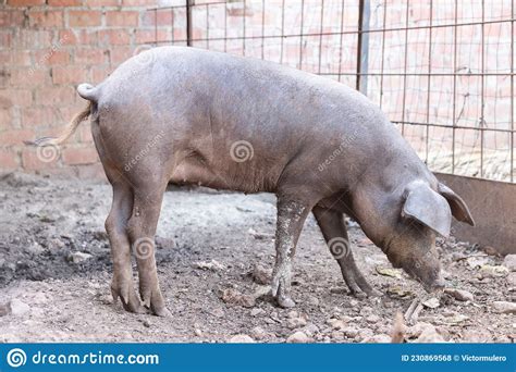 Iberian Pig in the Pig Farm Stock Photo - Image of lazy, horizontal ...