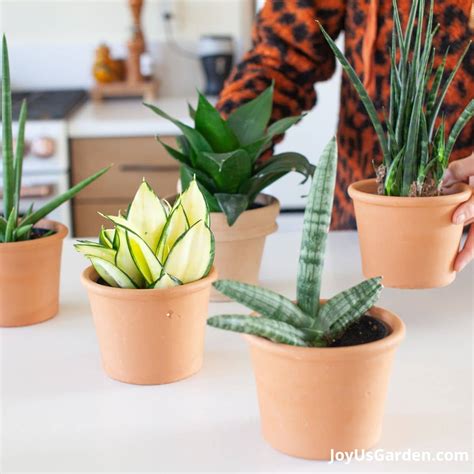 Discovering the Beauty of Snake Plant Varieties - Ames Farm Center