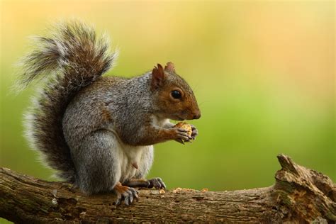 The meaning and symbolism of the word - «Squirrel»