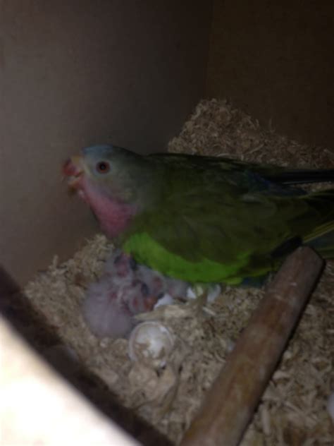 Parrot Breeding