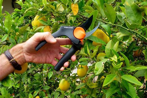 How And When To Prune A Lemon Tree - The Plant Guide