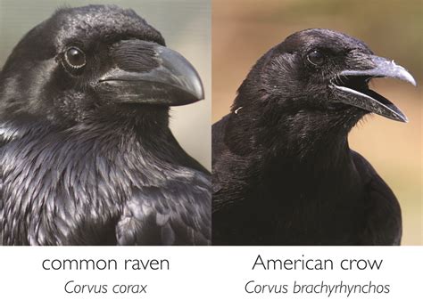 Common Raven Vs American Crow