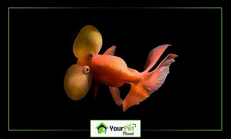 Bubble Eye Goldfish: Breeding, Looks, Care | (US - 2024 Update)