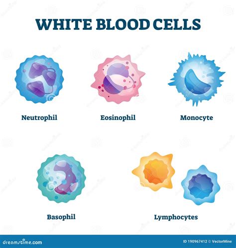 White Blood Cell Diagram