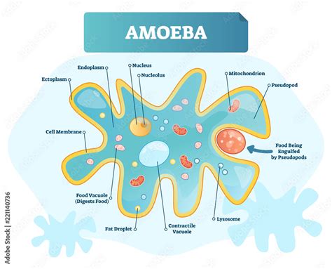 Vecteur Stock Amoeba labeled vector illustration. Single cell animal ...