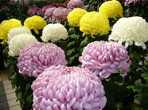 The chrysanthemum is also the national flower of Japan | Cúc mâm xôi ...