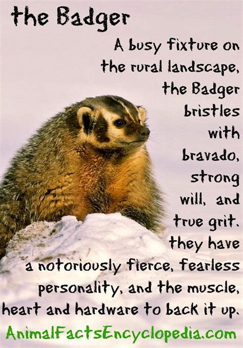 Badger Facts - Animal Facts Encyclopedia