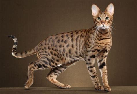 Savannah Cat Breed Information, Images, Characteristics, Health