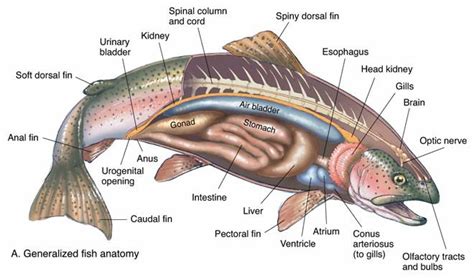 trout-fish-anatomy.jpg - Angler's Covey