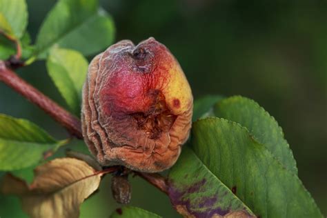 Peach Tree Diseases » Identification & Control Tips