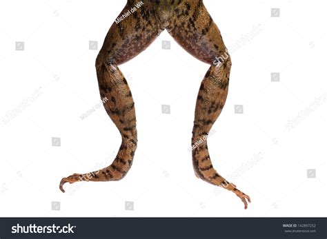 Green Frog Legs (Rana Clamitans) Stock Photo 142897252 : Shutterstock