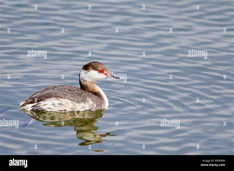 Horned Grebe Winter Plumage Stock Photo - Alamy