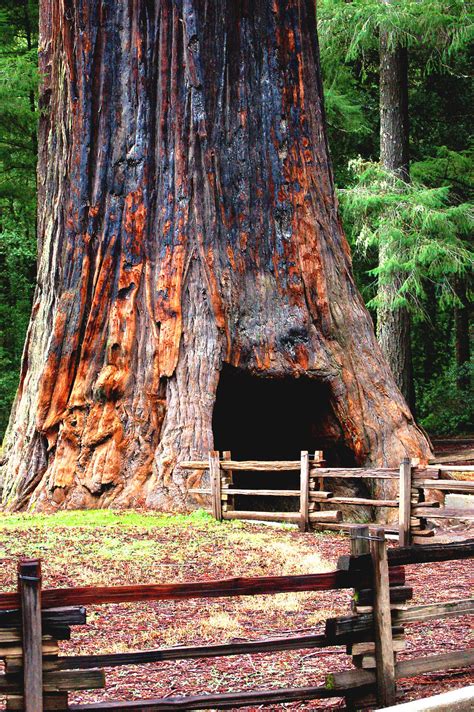 1000s of years-old: Amazing facts about the beautiful & giant Sequoia ...