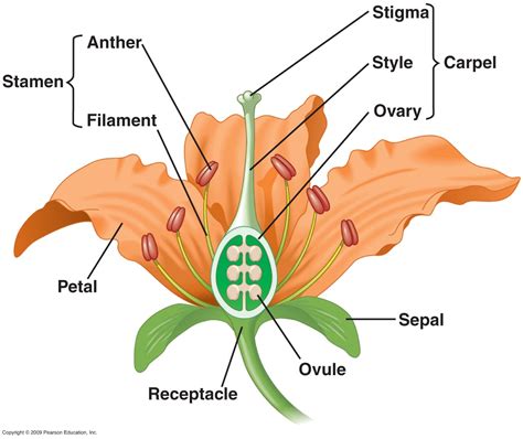 16.1_Reproduction in plants - BIOLOGY4IGCSE