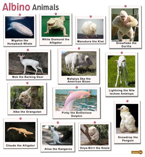 Albino Animals – Facts, List, Pictures