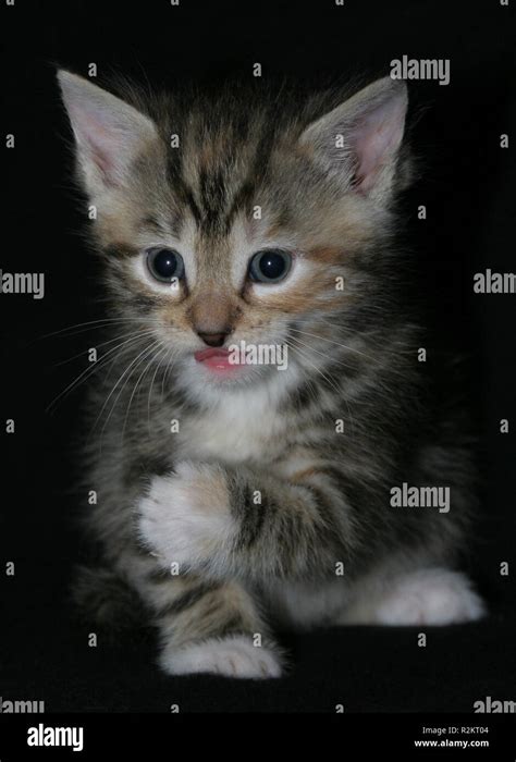 give me five Stock Photo - Alamy