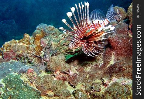 Lionfish Habitat Map