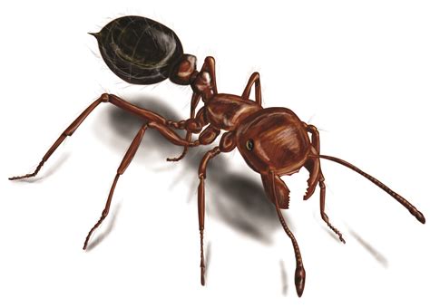 Fire Ants: Red Fire Ant Control & Facts - Orkin.com