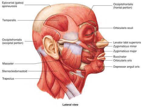 Muscles of the head and Neck