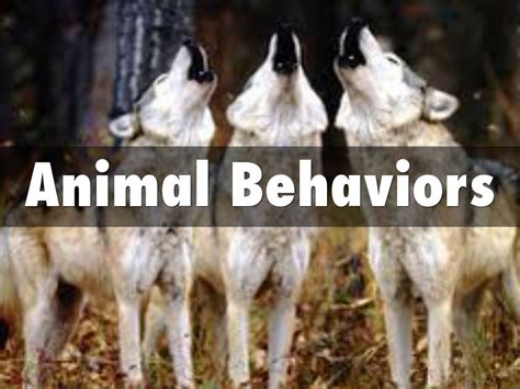 Animal Behavior by Kyle Allor