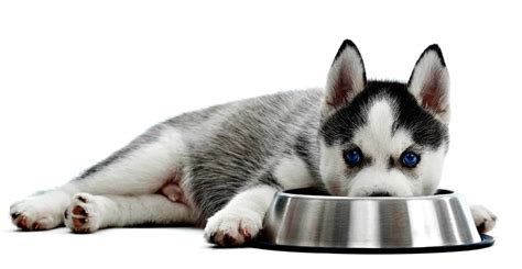 Food allergies: Work with your vet, use hypoallergenic dog food