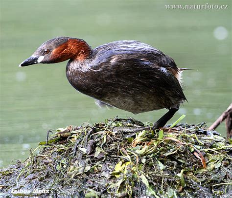 Little Grebe Photos, Little Grebe Images, Nature Wildlife Pictures ...