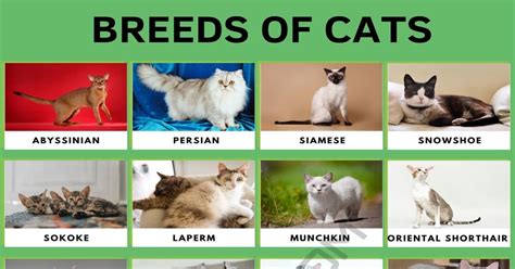 Are There More Cat Breed Than Dog Breeds