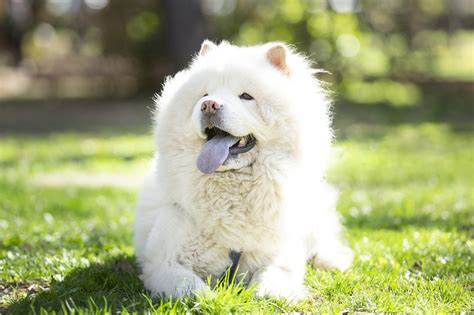 24 Fluffy Dog Breeds with Cloud-Like Coats (Including Pictures)