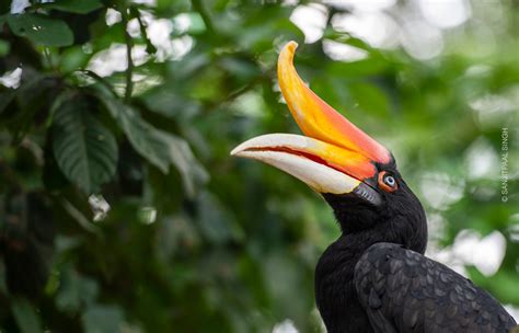 Rhinoceros-Hornbill2 - World Land Trust