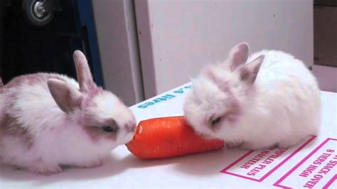 Baby Bunnies Eating A Carrot | Doovi