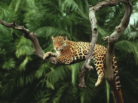 Jaguar | Species | WWF