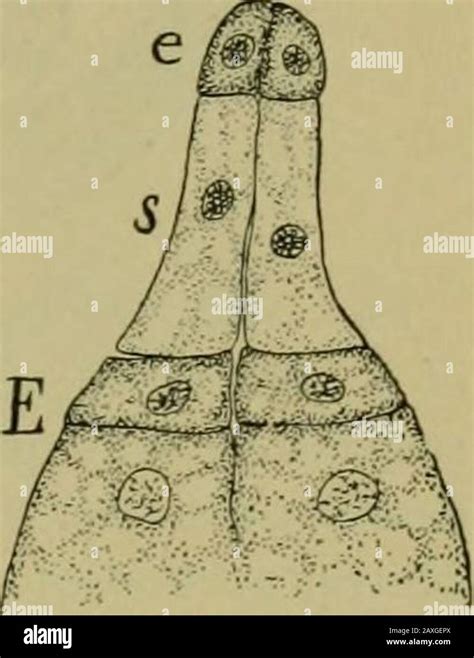 Nature and development of plants . Fig. 255. Development of the pro ...